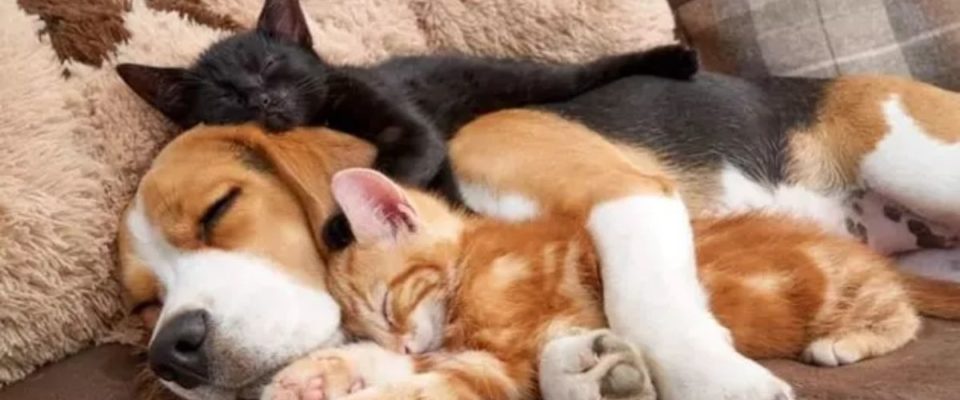 17 Fotos de cães e gatos se abraçando para encher seu coração de amor
