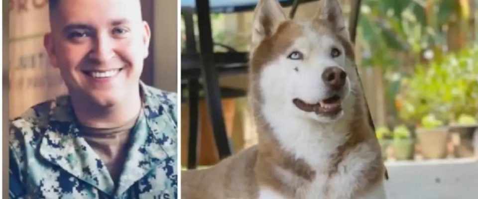 7 anos depois que o cachorro do soldado desaparece, ele aparece na sua porta