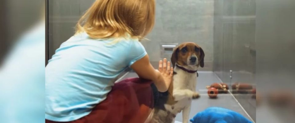 Menina sorri para um cão esquecido no abrigo e muda toda a sua vida