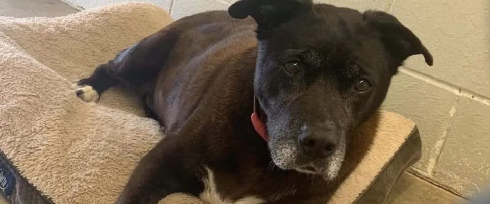 Após 11 anos em um abrigo, cachorro idoso finalmente encontra seu final feliz