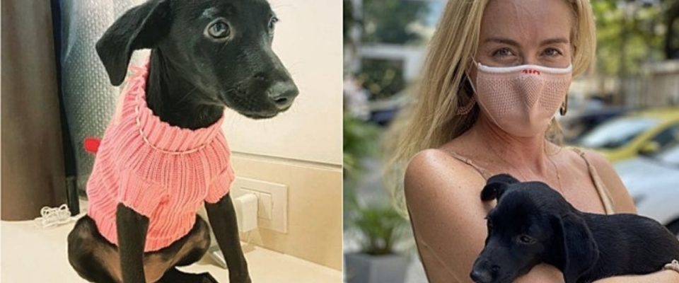 Apresentadora Angélica anuncia adoção de um cão vira-lata