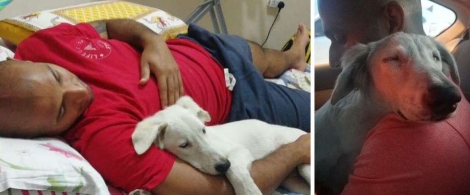 Cachorro adormece imediatamente no ombro do homem depois de perceber que está sendo resgatado