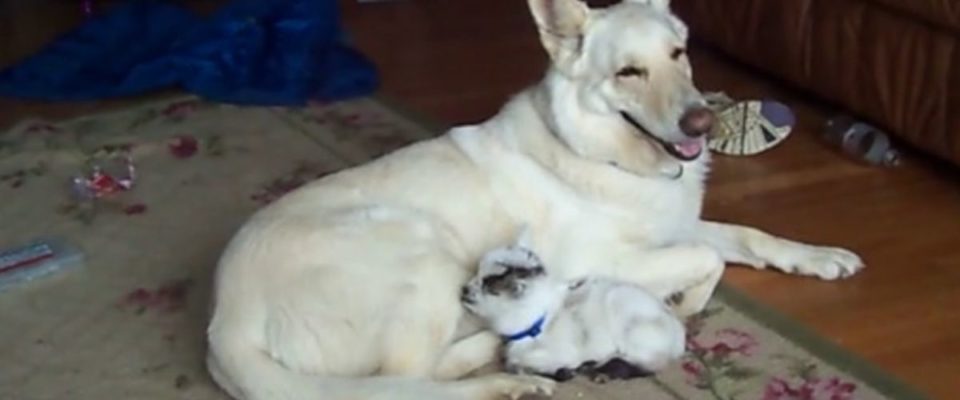 Cachorro adota um bebê cabrito e cuida dele como se fosse seu próprio filhote