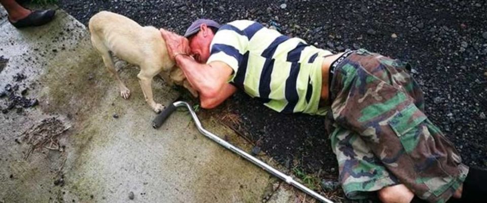 Cachorro arrisca sua vida correndo no trânsito, implorando por ajuda para o tutor ferido