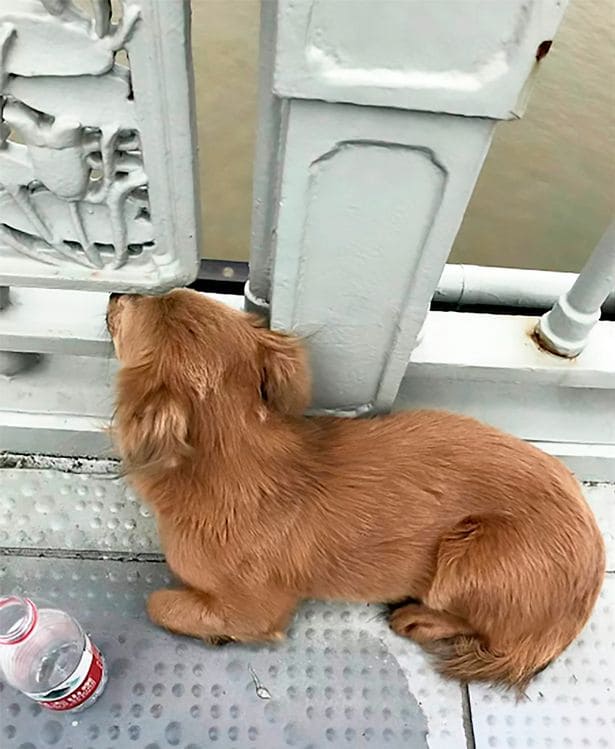 Cachorro com o coração partido espera na ponte por quatro dias depois ...