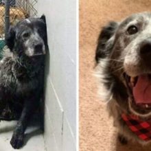 Cão do abrigo que foi Abandonado, não consegue parar de sorrir quando percebe que encontrou um lar para sempre