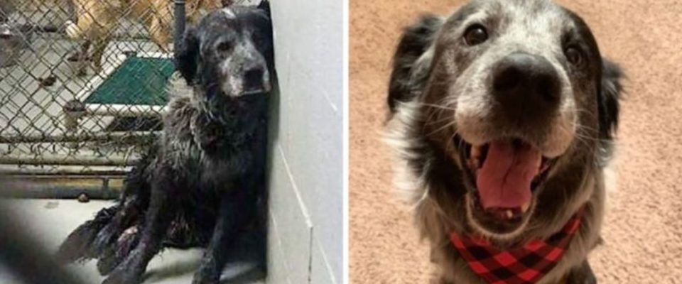 Cão do abrigo que foi Abandonado, não consegue parar de sorrir quando percebe que encontrou um lar para sempre