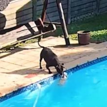 Cachorro salva seu pequeno amigo canino de se afogar na piscina