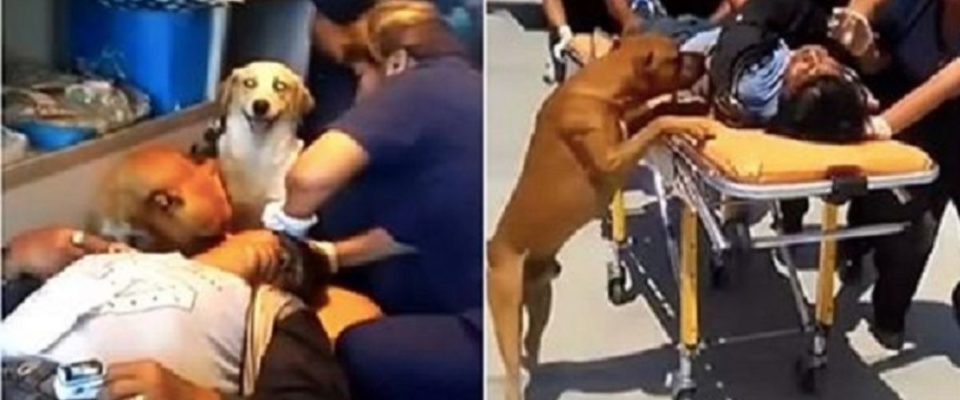 Cães se recusaram a deixar tutor quando ele estava sendo levado para o hospital
