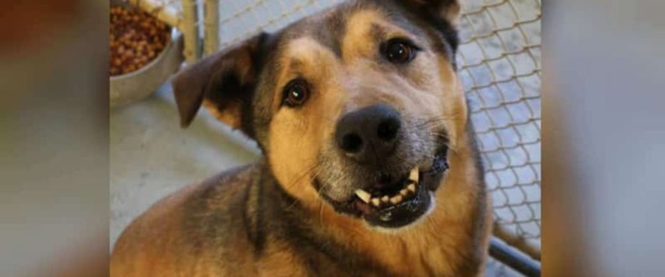 Cão não consegue acreditar que finalmente encontrou um lar após 2.381 dias no abrigo