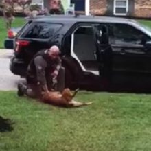 Cão policial se recusa a ir trabalhar até que policial faça uma massagem na barriga
