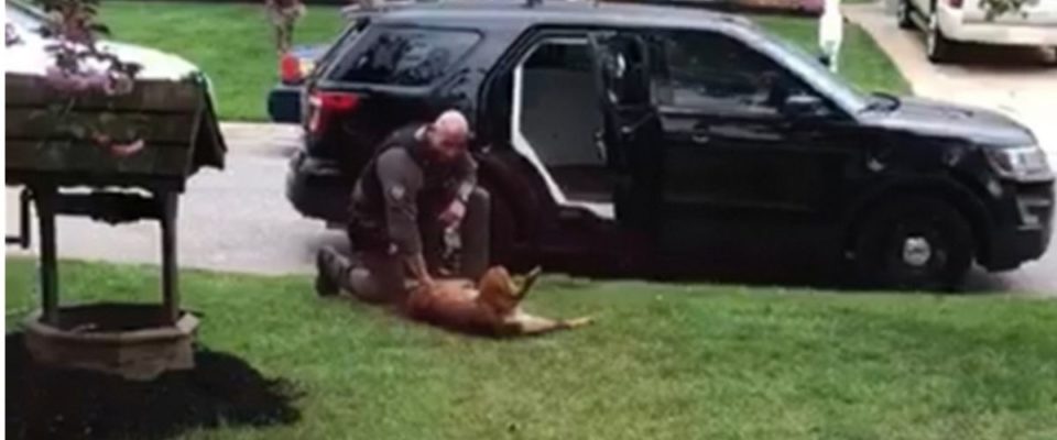 Cão policial se recusa a ir trabalhar até que policial faça uma massagem na barriga