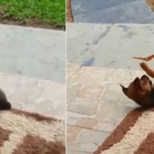 Cãozinho pinscher brinca com borboleta e faz sucesso na internet