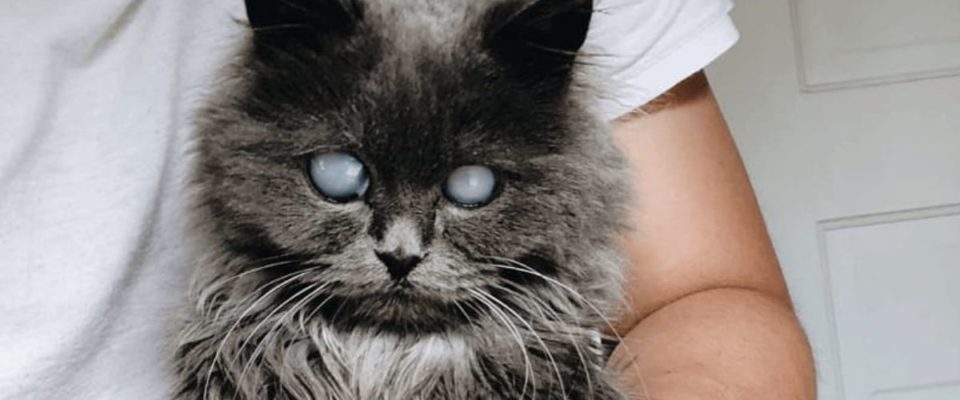 Casal foi adotar um gatinho siamês, mas acabaram sendo escolhidos por um lindo gatinho cego