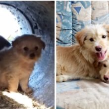 Dois adoráveis ​​cachorrinhos foram resgatados em um tubo de esgoto e cresceram lindamente