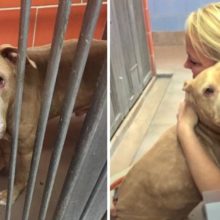 Elas adotam um cão com câncer terminal e tornam seus últimos meses de vida os mais felizes