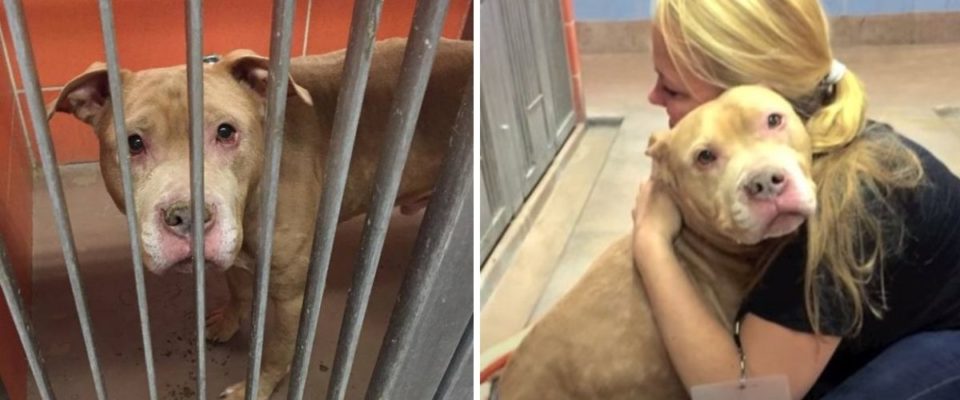Elas adotam um cão com câncer terminal e tornam seus últimos meses de vida os mais felizes