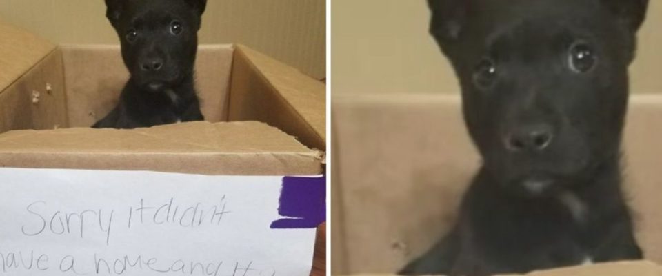 Garotinho espera encontrar uma vida melhor para cachorrinho colocando um bilhete comovente na caixa