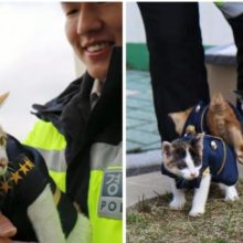 Gata grávida vai em uma delegacia de polícia para ter seus gatinhos e se tornou parte da polícia
