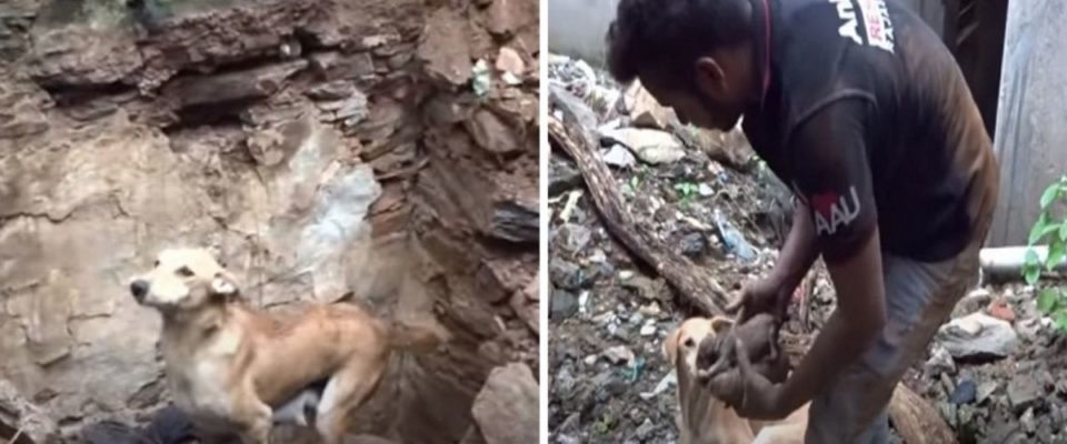 Mãe Canina Levou Resgatador Para Ajudar a Salvar Seu Filhote Enterrado