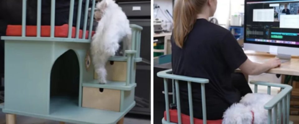 Mulher inventa cadeira que permite que animais carentes se sentem com seus tutores