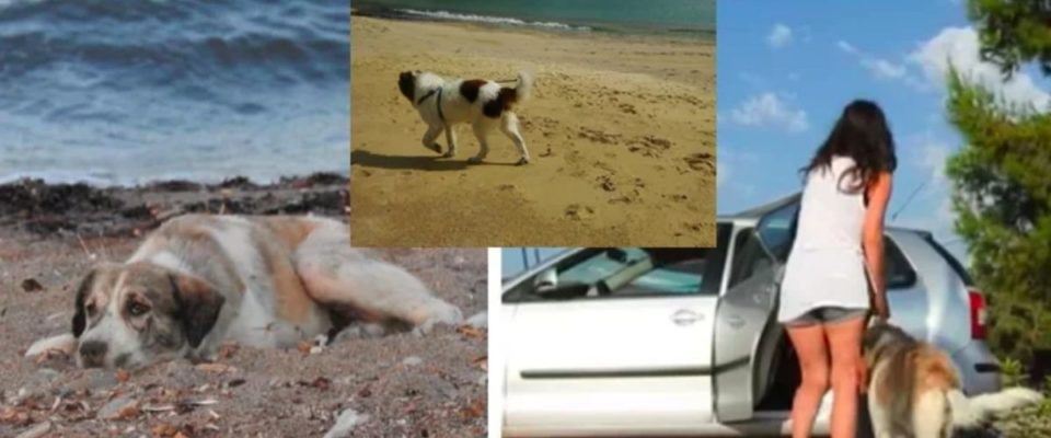 Mulher resgata um cachorro perdido solitário que ela encontrou em uma praia