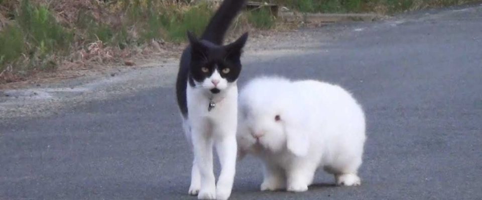 O Coelhinho Fofo e um Adorável Gato passeiam juntos todos os dias