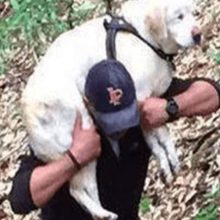 Cachorro cego desaparecido por mais de uma semana é resgatado