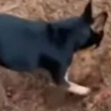 Cachorro desenterra drogas e entrega seu dono traficante à polícia