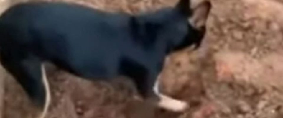 Cachorro desenterra drogas e entrega seu dono traficante à polícia