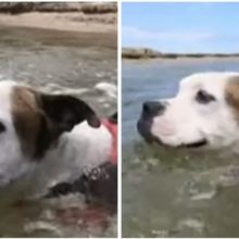 Cachorro herói nada no rio para resgatar um menino que se afoga