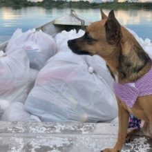 Cachorro influencer faz doações a comunidades ribeirinhas no Amazonas