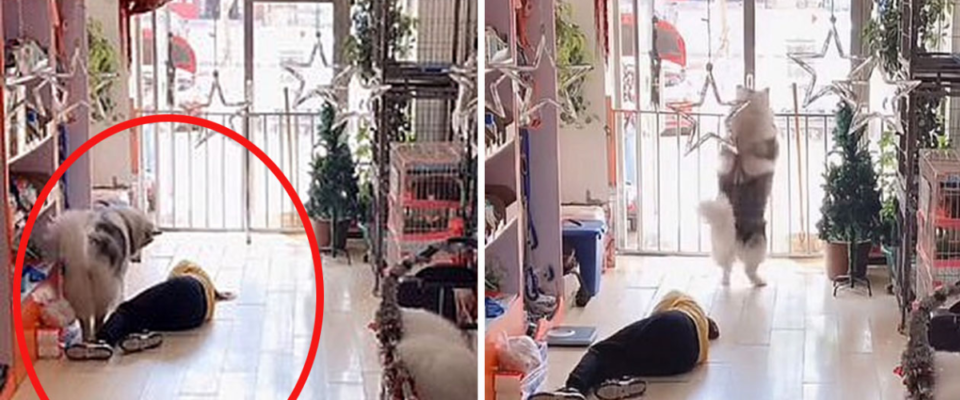 Cachorro salva balconista de pet shop que desmaiou no trabalho