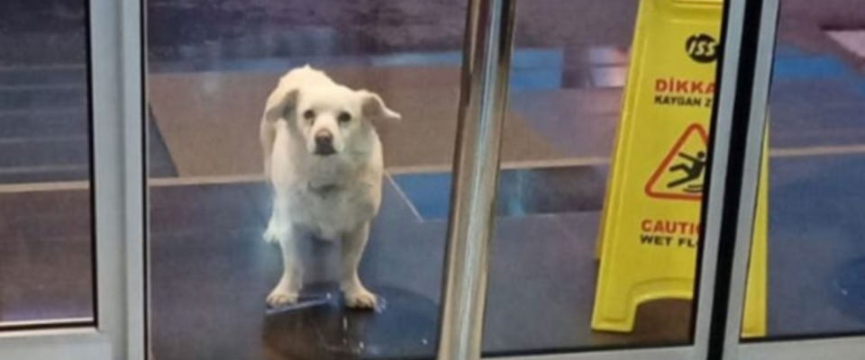 Cão fiel ao seu tutor fica do lado de fora do hospital esperando ele, sem sabe que ele faleceu
