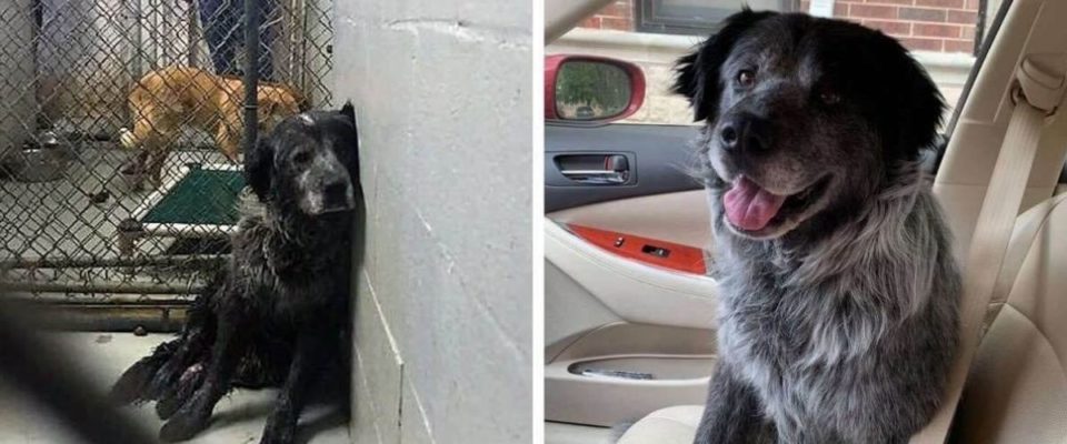 Cão rejeitado em abrigo tem o maior sorriso, quando percebe que está sendo adotado