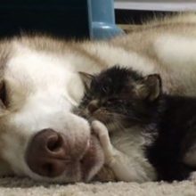 Cão salva a vida de um gatinho de duas semanas que agora age como um cãozinho