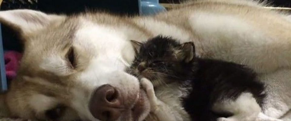 Cão salva a vida de um gatinho de duas semanas que agora age como um cãozinho