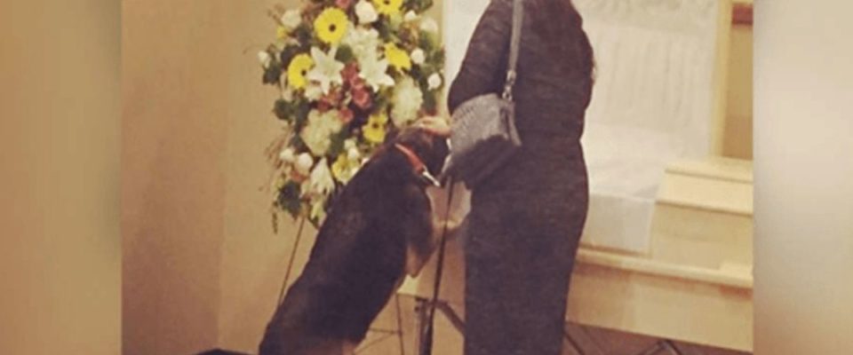 Funerária permite a visita do cachorro para que ele possa dizer um último adeus