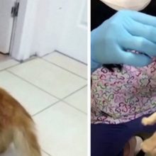 Gata leva um de seus gatinhos a um hospital humano e pede ajuda aos médicos