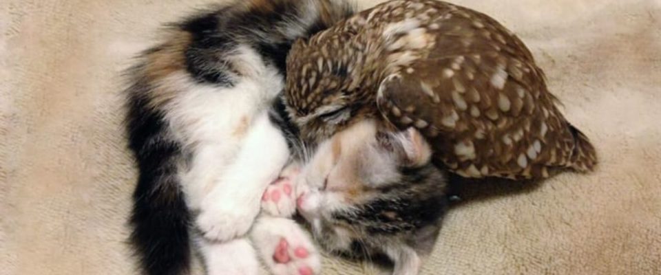 Gatinho e corujinha tornam-se melhores amigos e até tiram soneca juntos