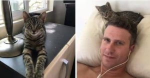 Gatinho entra sorrateiramente