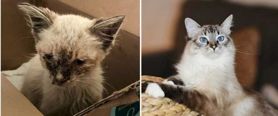 Gato perdido se transforma em um gato totalmente diferente apenas 2 meses após a adoção