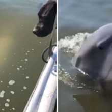 Golfinho amigável diz olá para dois cães adoráveis ​​em um barco