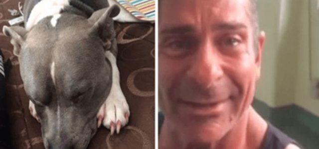 Homem se reúne com seu cachorro roubado apenas dois dias antes da data marcada para a eutanásia