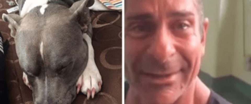 Homem se reúne com seu cachorro roubado apenas dois dias antes da data marcada para a eutanásia