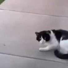 Mulher vê os vizinhos abandonarem o seu gato idoso e decide salvá-lo