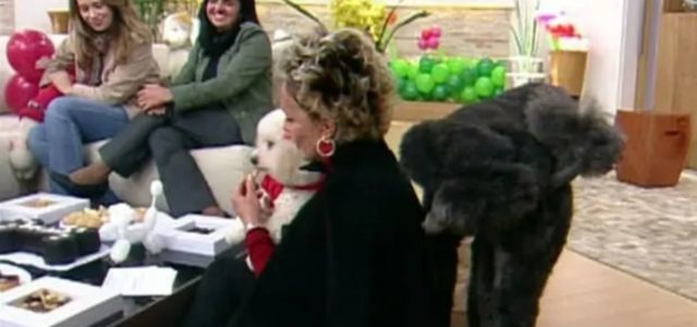 O dia que um cachorro fez xixi na Ana Maria Braga ao vivo