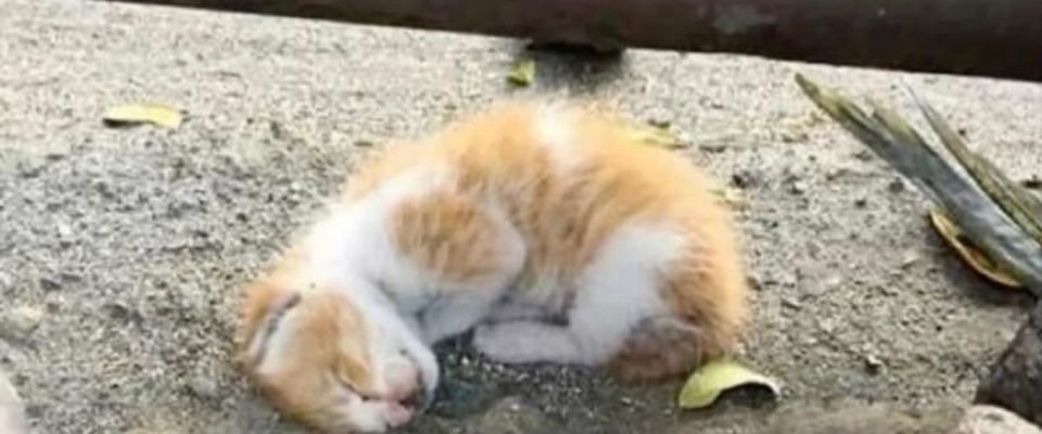 Pequeno gatinho não mostra sinais de vida até que é resgatado e tudo muda
