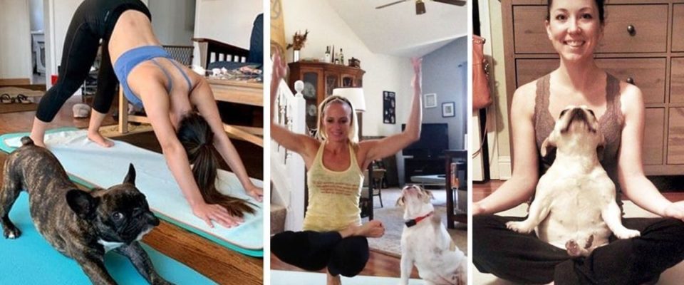 10 animais de estimação flexíveis que adoram fazer ioga com seus humanos