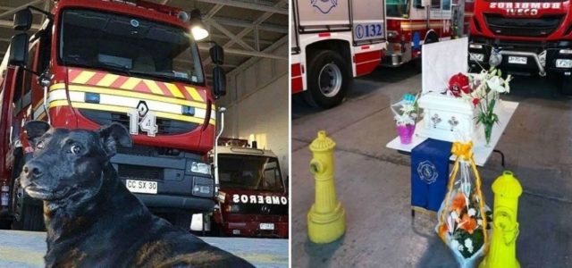 Bombeiros prestam uma homenagem emocionante a um cachorrinho que passou 14 anos com eles